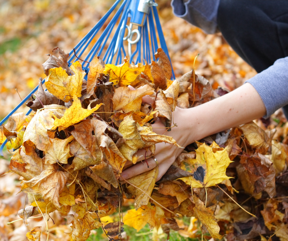 Woman gathering leaves with fan rake