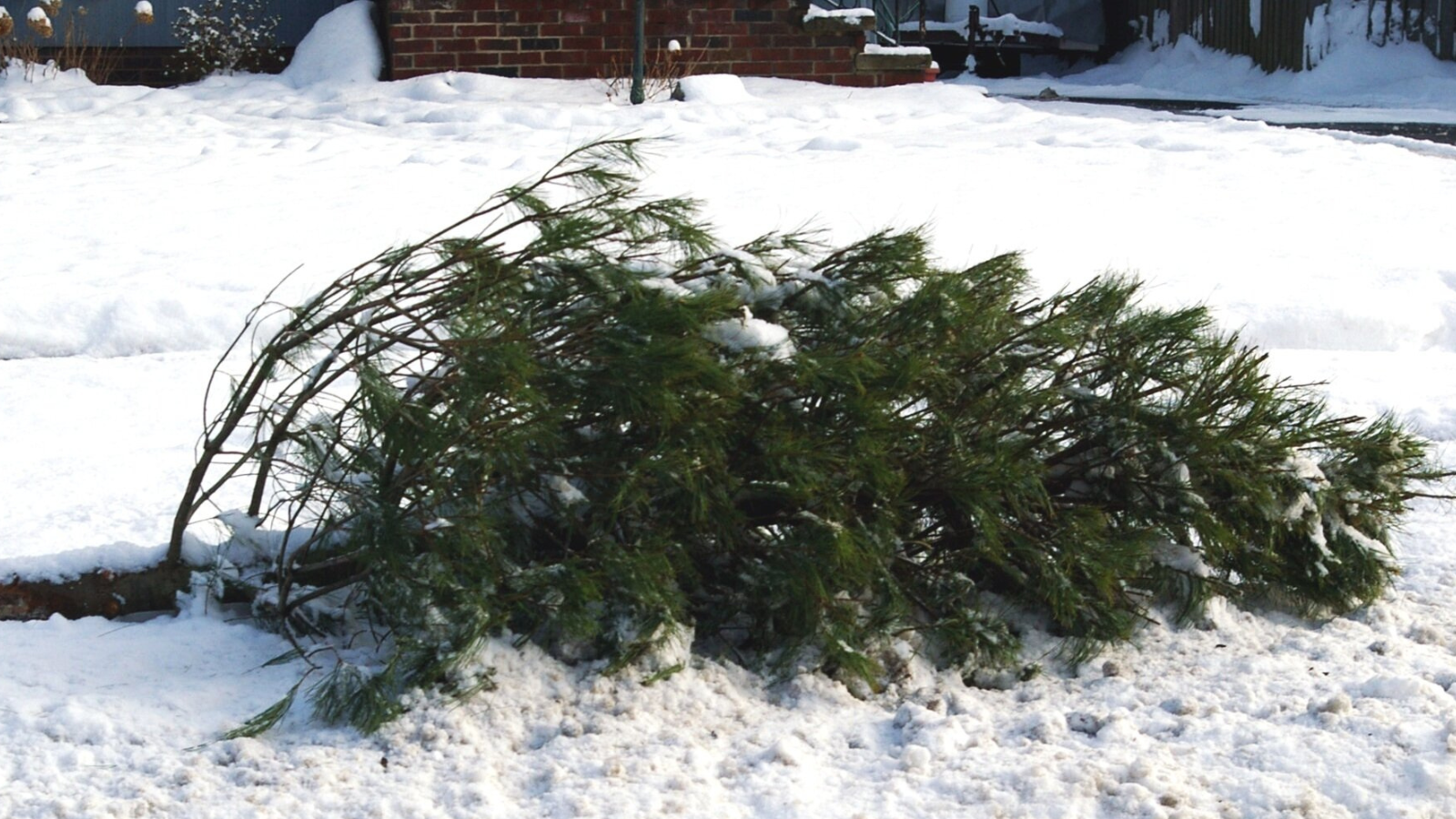 Christmas Tree at Curb of Street